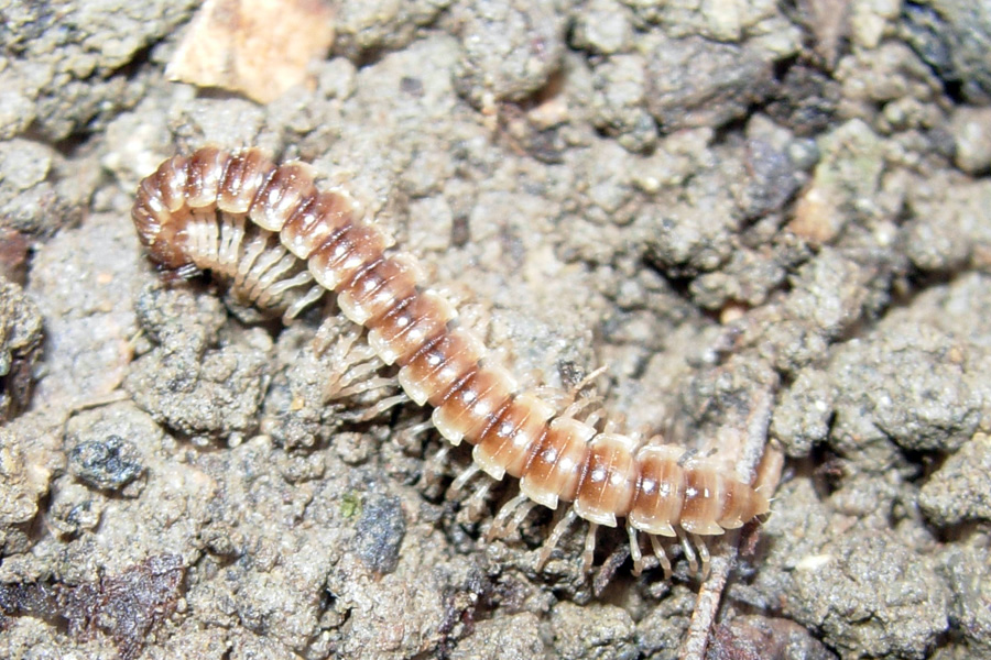 Polydesmidae del mio giardino